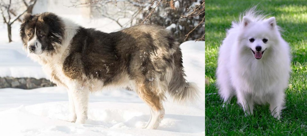 Volpino Italiano vs Caucasian Shepherd - Breed Comparison