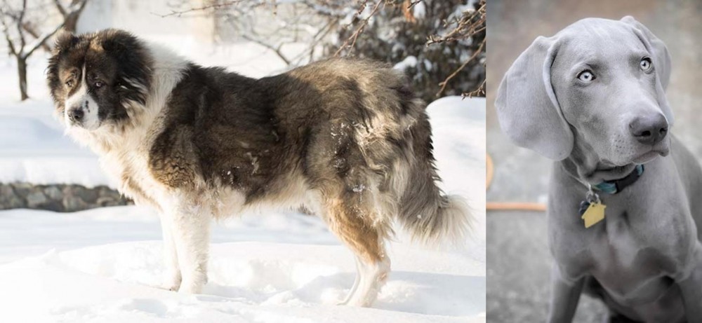 Weimaraner vs Caucasian Shepherd - Breed Comparison
