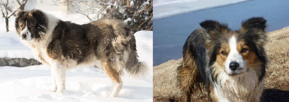 Welsh Sheepdog vs Caucasian Shepherd - Breed Comparison