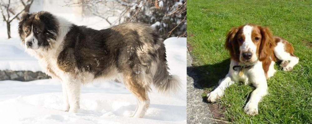 Welsh Springer Spaniel vs Caucasian Shepherd - Breed Comparison