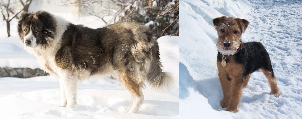Welsh Terrier vs Caucasian Shepherd - Breed Comparison
