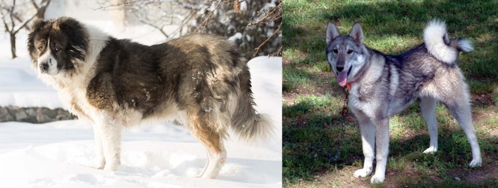 West Siberian Laika vs Caucasian Shepherd - Breed Comparison