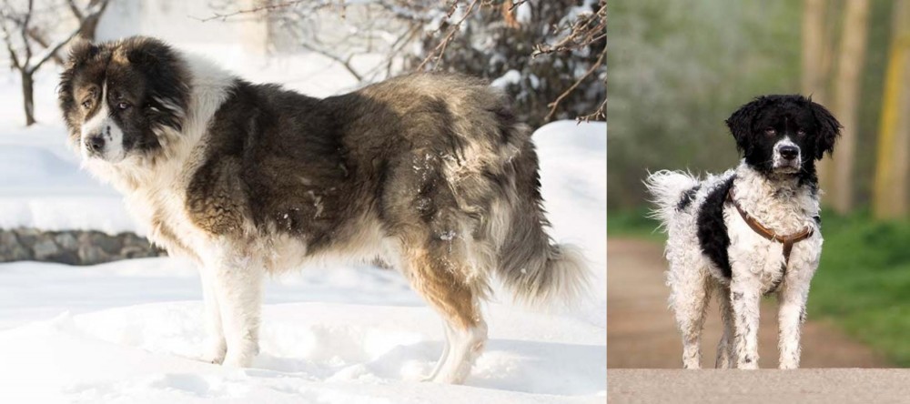 Wetterhoun vs Caucasian Shepherd - Breed Comparison
