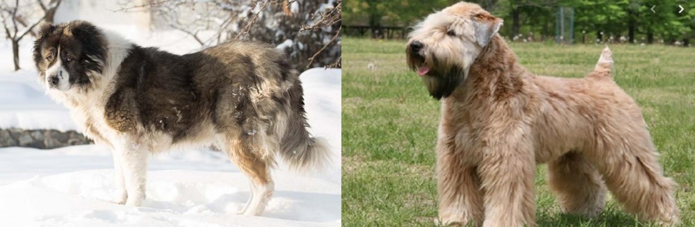 Wheaten Terrier vs Caucasian Shepherd - Breed Comparison