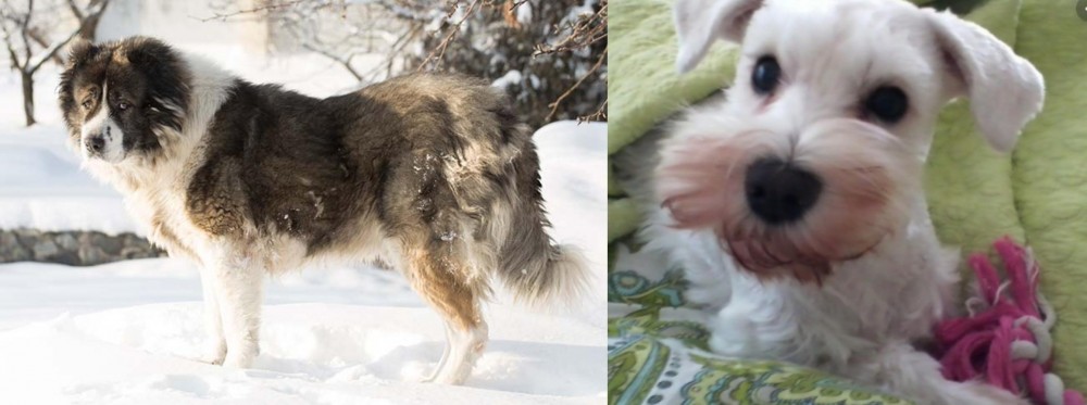 White Schnauzer vs Caucasian Shepherd - Breed Comparison