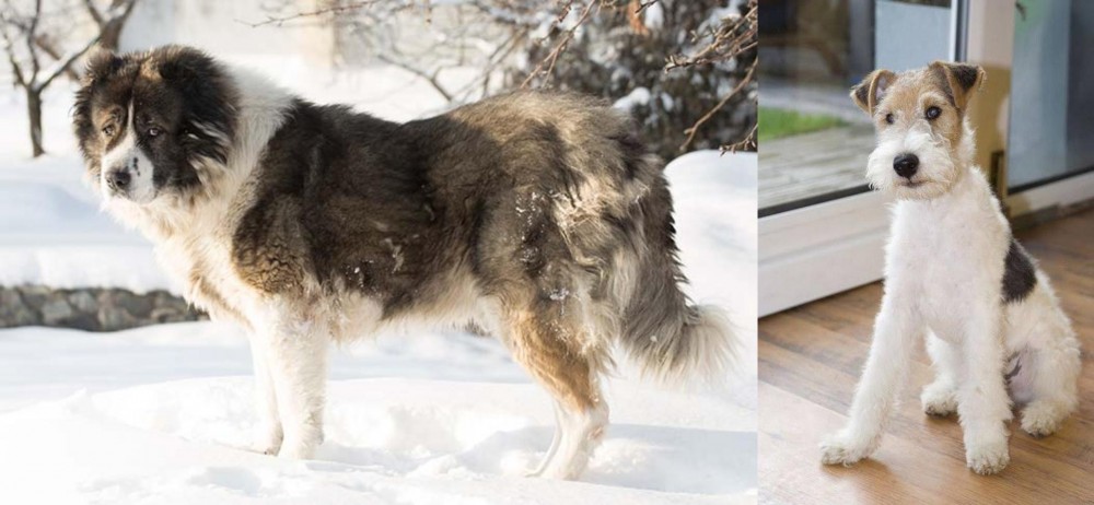Wire Fox Terrier vs Caucasian Shepherd - Breed Comparison