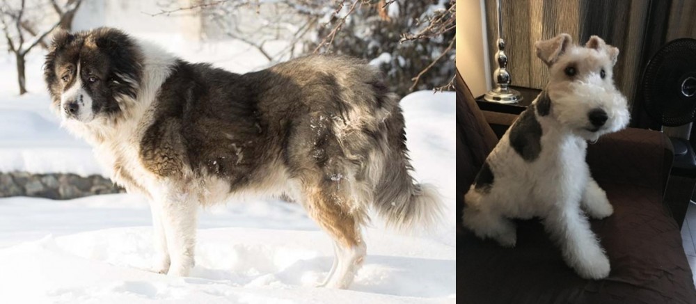 Wire Haired Fox Terrier vs Caucasian Shepherd - Breed Comparison