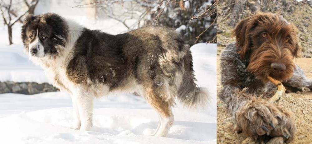 Wirehaired Pointing Griffon vs Caucasian Shepherd - Breed Comparison
