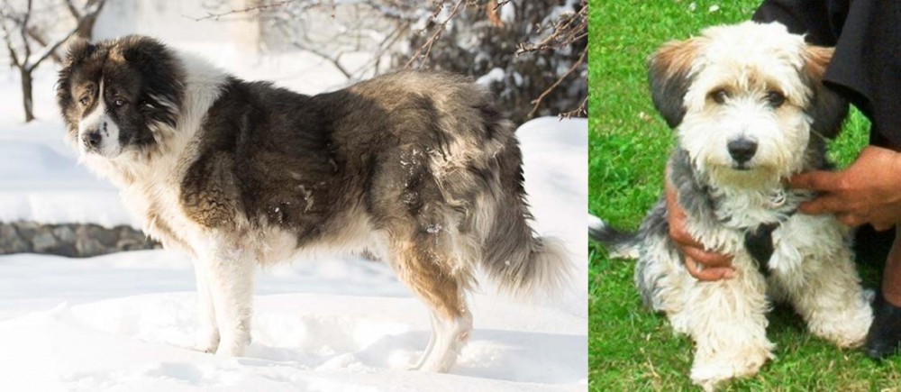 Yo-Chon vs Caucasian Shepherd - Breed Comparison