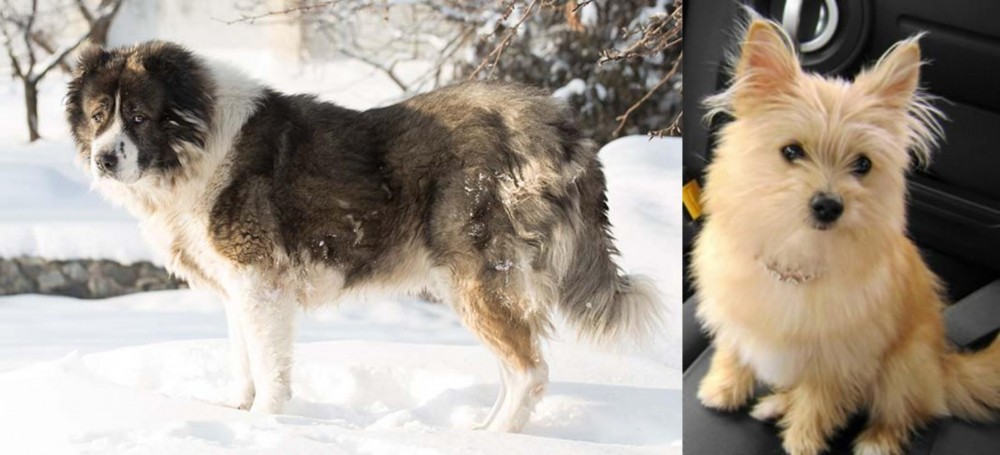 Yoranian vs Caucasian Shepherd - Breed Comparison