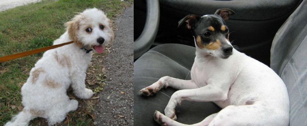Chilean Fox Terrier vs Cavachon - Breed Comparison