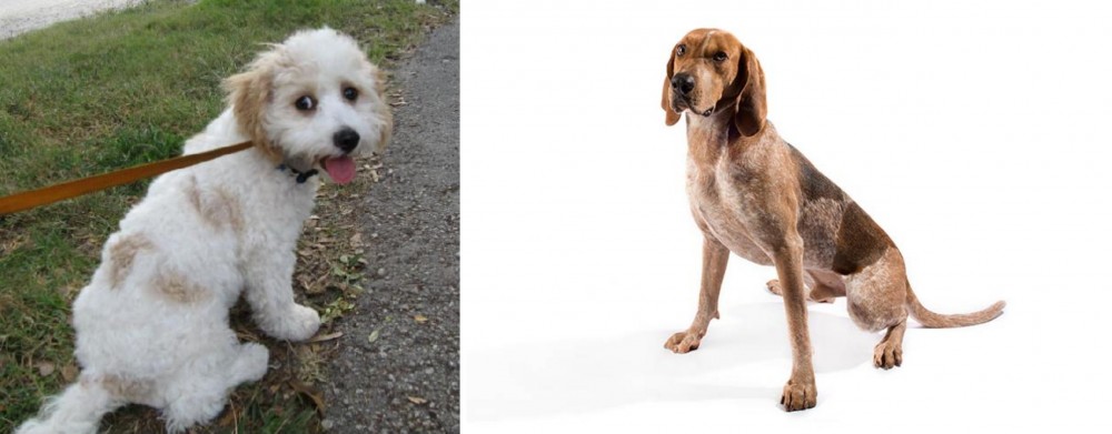 Coonhound vs Cavachon - Breed Comparison