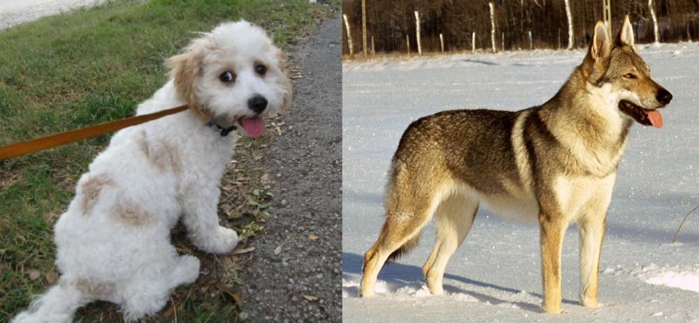 Czechoslovakian Wolfdog vs Cavachon - Breed Comparison
