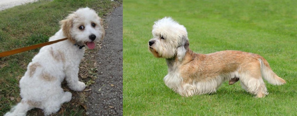 Dandie Dinmont Terrier vs Cavachon - Breed Comparison