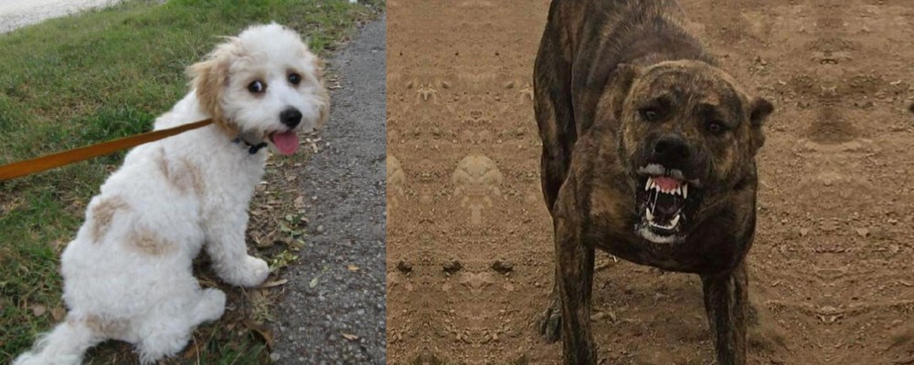 Dogo Sardesco vs Cavachon - Breed Comparison