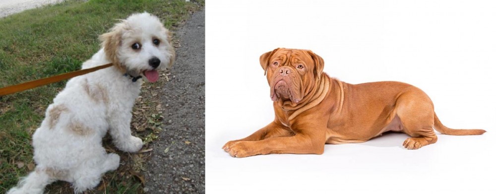 Dogue De Bordeaux vs Cavachon - Breed Comparison