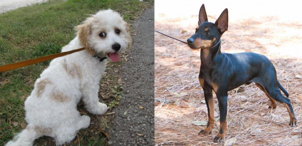 English Toy Terrier (Black & Tan) vs Cavachon - Breed Comparison