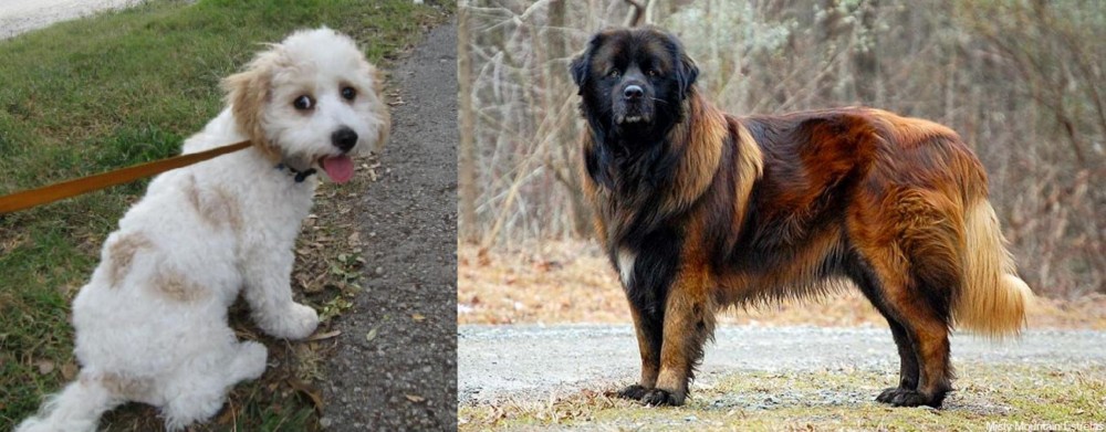 Estrela Mountain Dog vs Cavachon - Breed Comparison