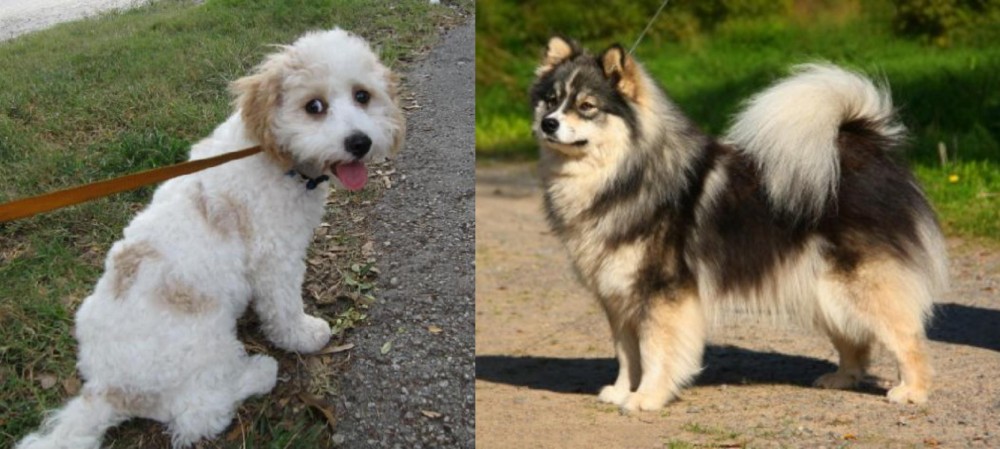 Finnish Lapphund vs Cavachon - Breed Comparison