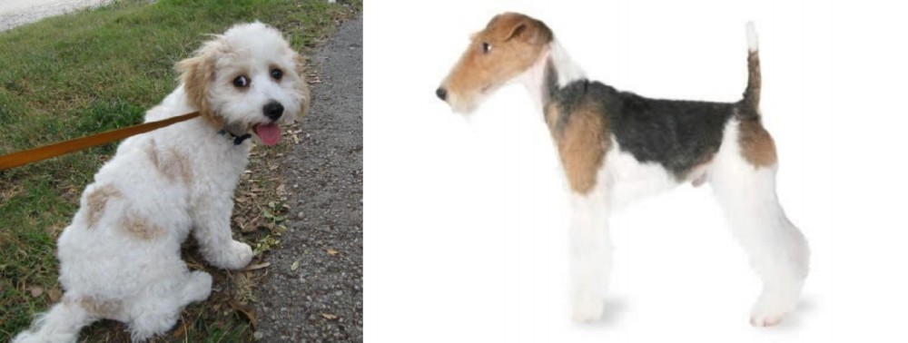 Fox Terrier vs Cavachon - Breed Comparison