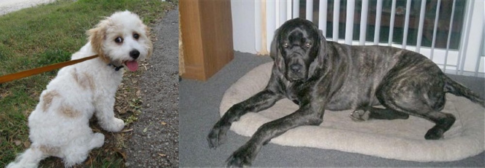 Giant Maso Mastiff vs Cavachon - Breed Comparison