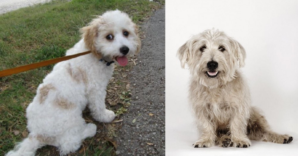 Glen of Imaal Terrier vs Cavachon - Breed Comparison