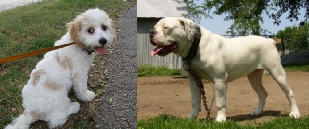 Hermes Bulldogge vs Cavachon - Breed Comparison