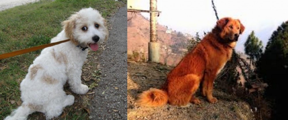 Himalayan Sheepdog vs Cavachon - Breed Comparison