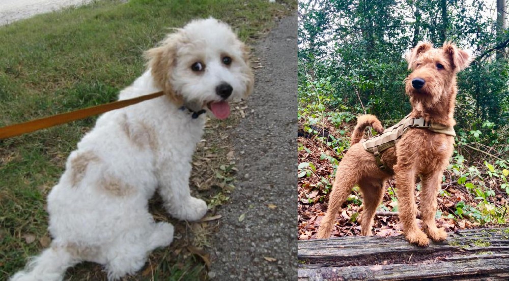 Irish Terrier vs Cavachon - Breed Comparison