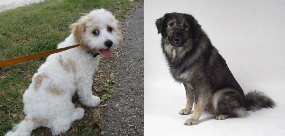 Istrian Sheepdog vs Cavachon - Breed Comparison