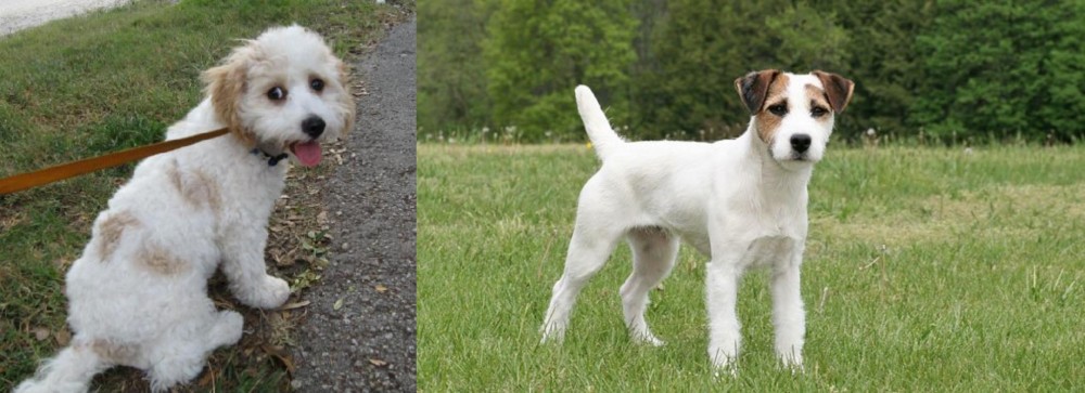 Jack Russell Terrier vs Cavachon - Breed Comparison