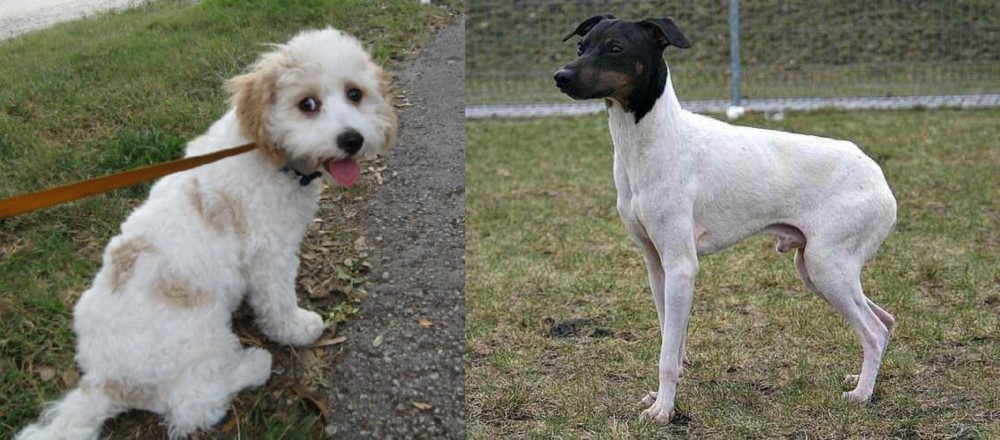 Japanese Terrier vs Cavachon - Breed Comparison