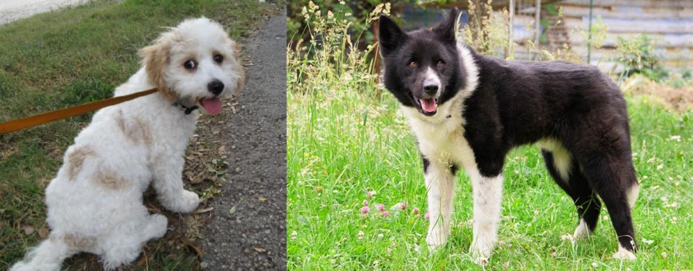 Karelian Bear Dog vs Cavachon - Breed Comparison