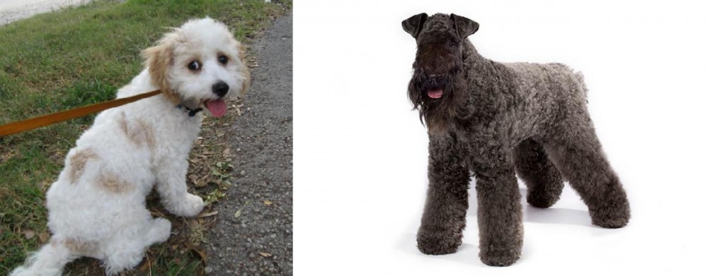 Kerry Blue Terrier vs Cavachon - Breed Comparison
