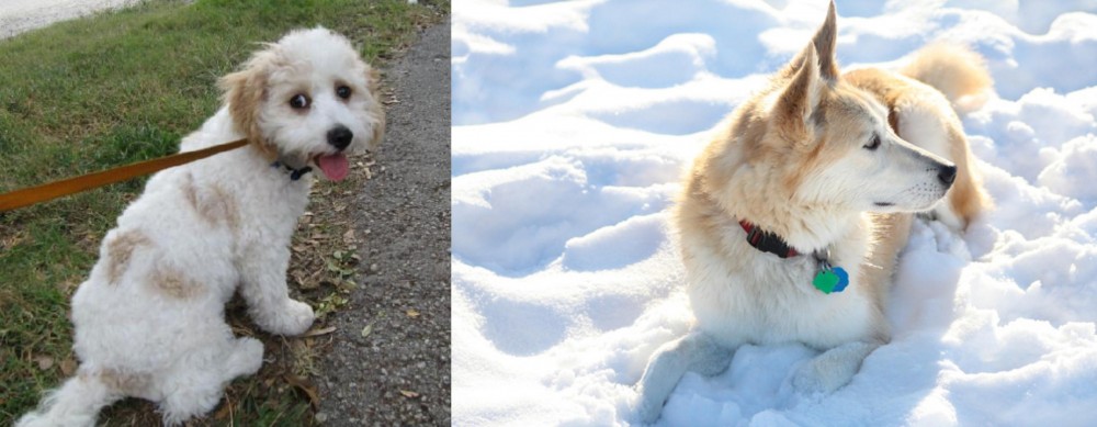 Labrador Husky vs Cavachon - Breed Comparison