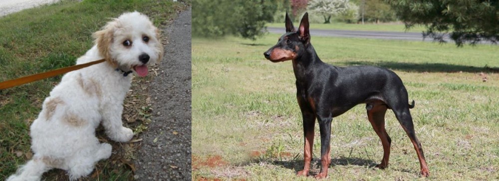 Manchester Terrier vs Cavachon - Breed Comparison
