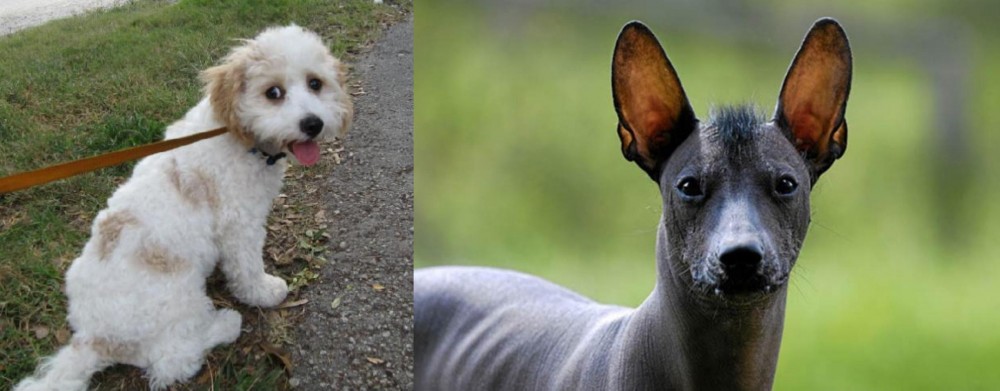 Mexican Hairless vs Cavachon - Breed Comparison