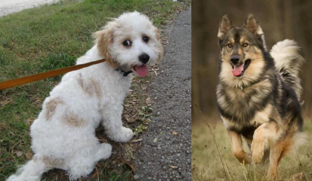 Native American Indian Dog vs Cavachon - Breed Comparison