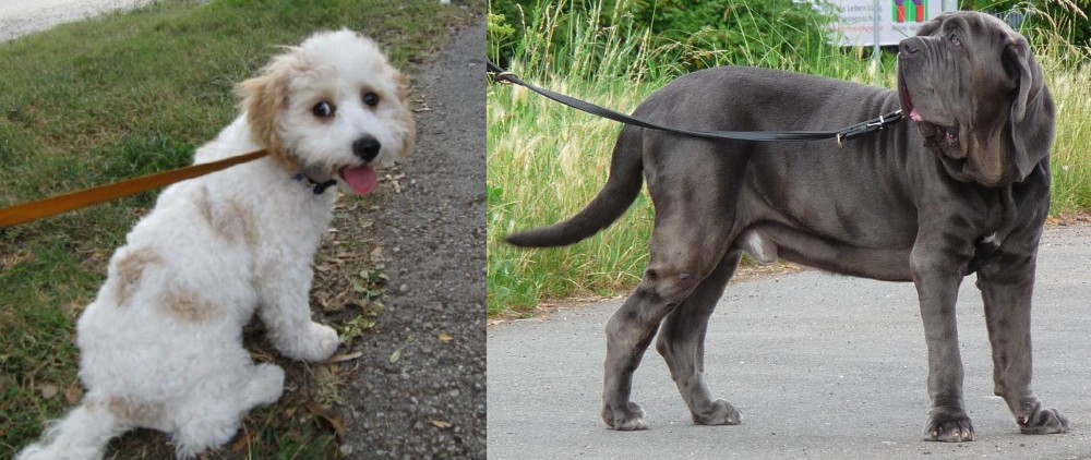 Neapolitan Mastiff vs Cavachon - Breed Comparison