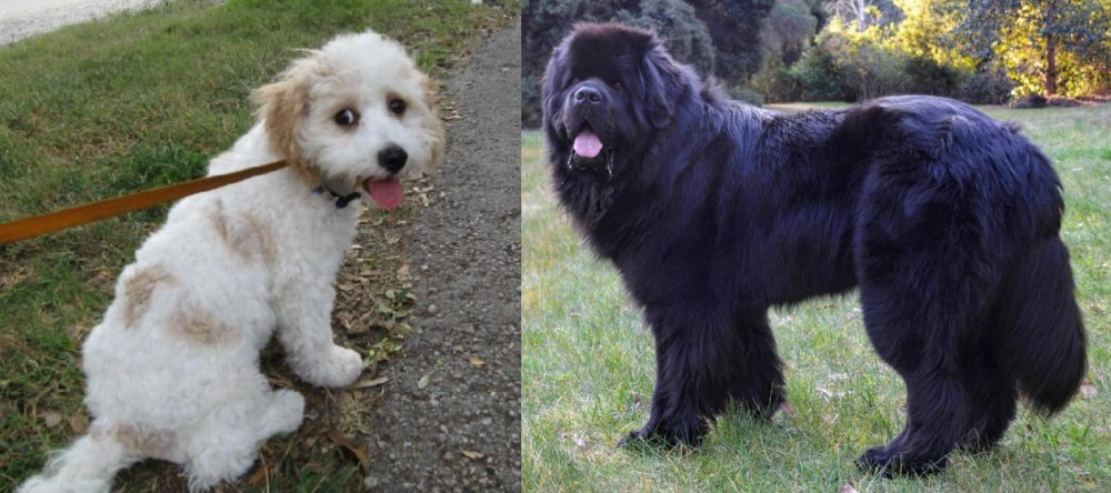 Newfoundland Dog vs Cavachon - Breed Comparison