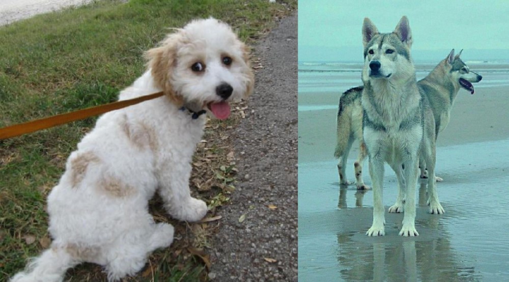 Northern Inuit Dog vs Cavachon - Breed Comparison