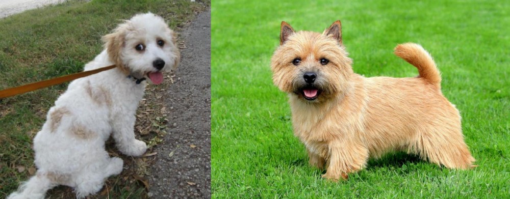 Norwich Terrier vs Cavachon - Breed Comparison