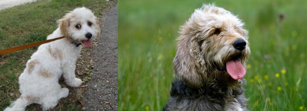 Otterhound vs Cavachon - Breed Comparison