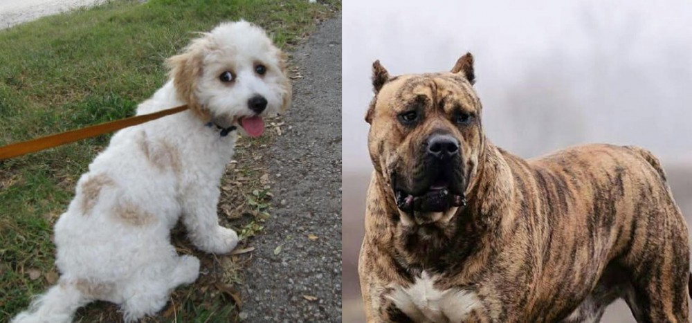 Perro de Presa Canario vs Cavachon - Breed Comparison