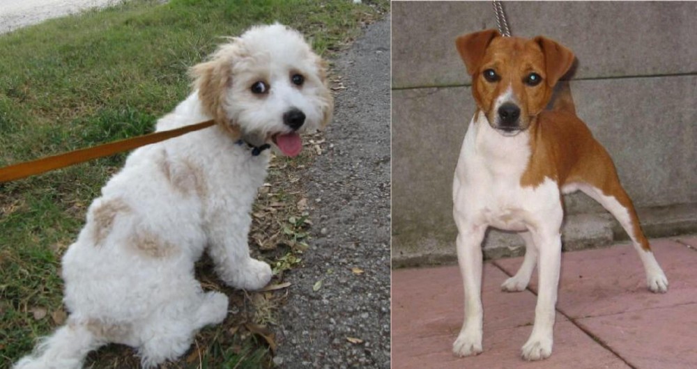 Plummer Terrier vs Cavachon - Breed Comparison