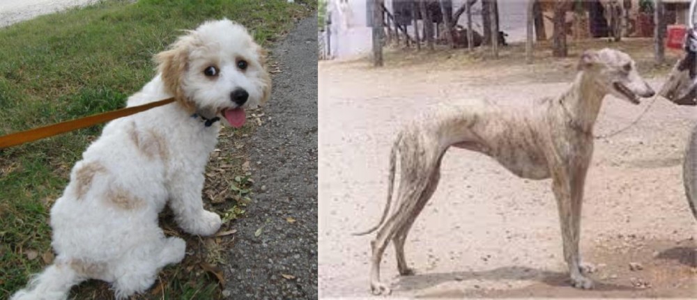 Rampur Greyhound vs Cavachon - Breed Comparison