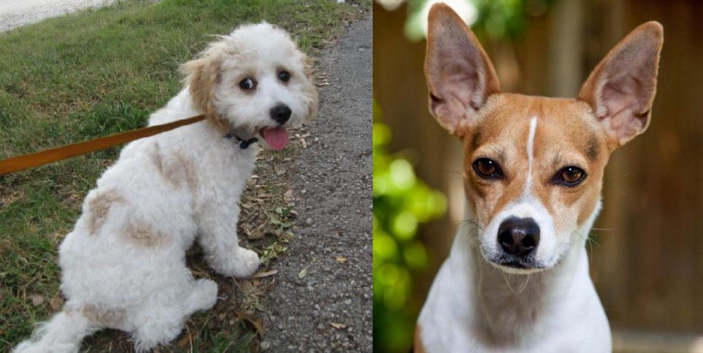 Rat Terrier vs Cavachon - Breed Comparison