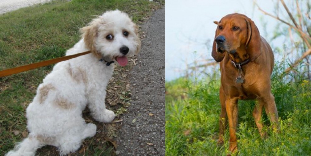 Redbone Coonhound vs Cavachon - Breed Comparison