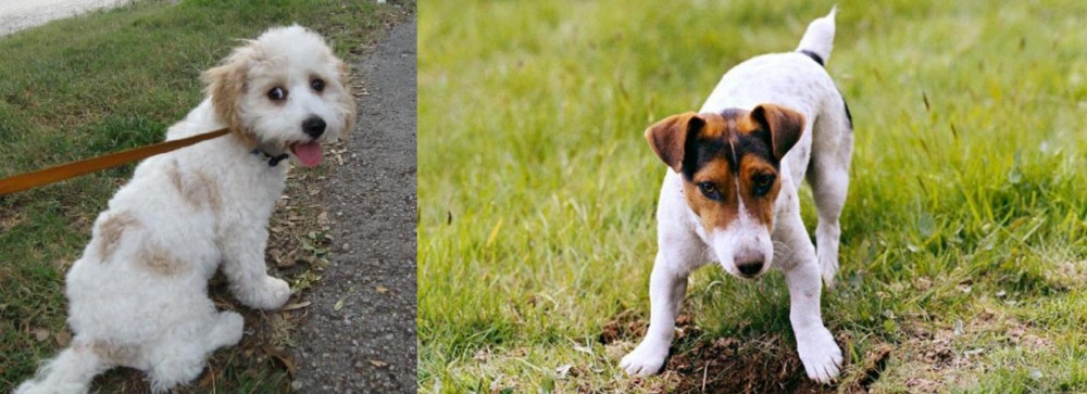 Russell Terrier vs Cavachon - Breed Comparison