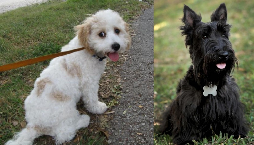 Scoland Terrier vs Cavachon - Breed Comparison
